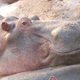 Illustration for article titled Out of Africa. Hungry Hungry Hippos.